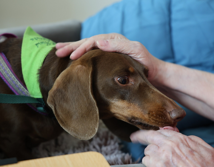 Therapiebegleithund Smilla im Hospiz Bethesda Landau beruhigt oder heitert auf und ist eine Brücke zu Gesprächen über Tod und Trauer. Foto: Florian Riesterer